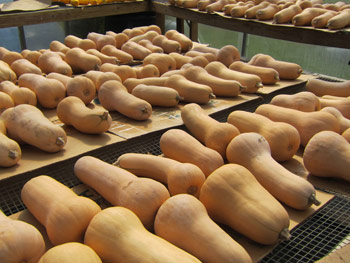 squash
